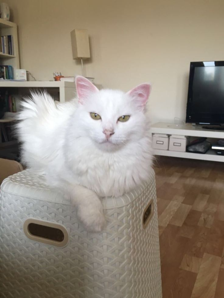 WhatsApp Image 2017-11-01 at 18.27.36