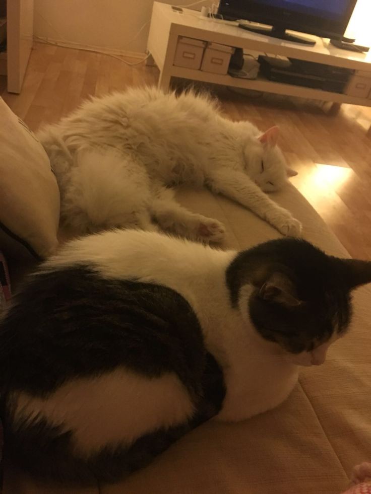 WhatsApp Image 2017-11-01 at 18.27.36(1)