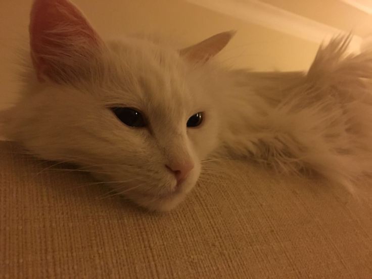 WhatsApp Image 2017-11-01 at 18.27.38