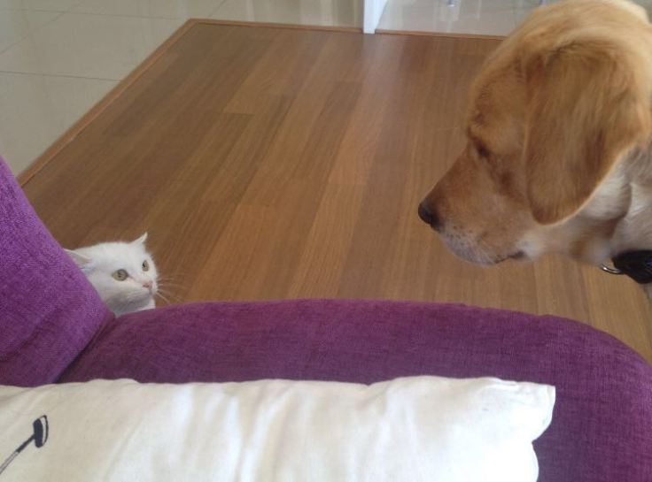 22c86b79-f6c2-4218-85bf-eee4ef7b1e7c